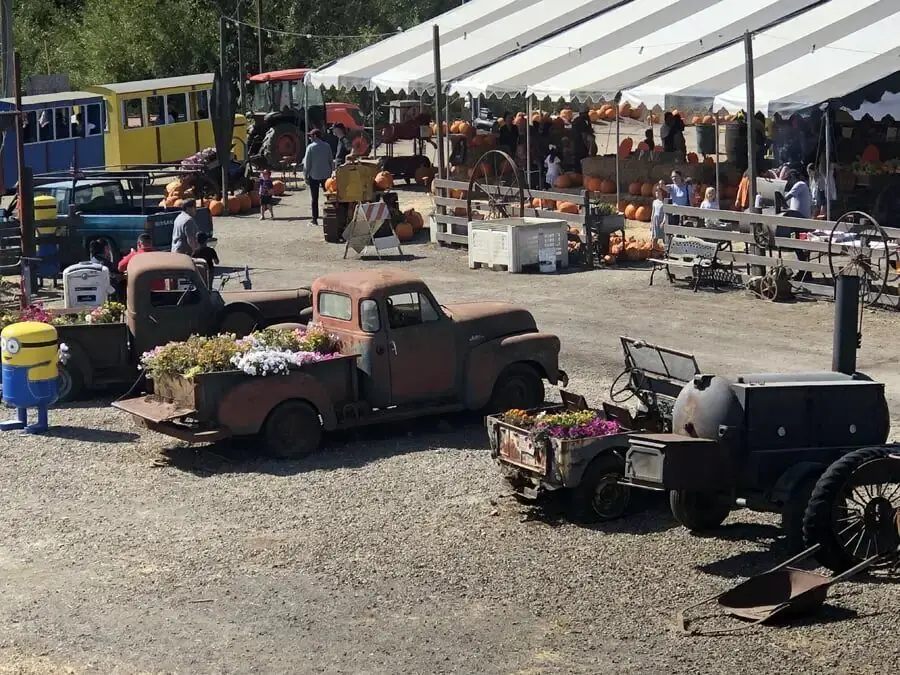 Wide view of the Pronzini Farms pumpkin patch with vintage vehicles and tents
