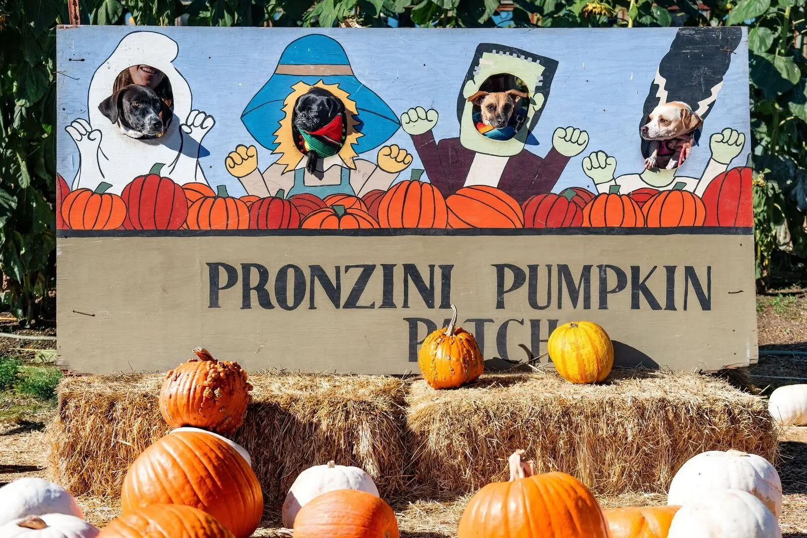 The Pronzini Pumpkin Patch welcome sign with pumpkins