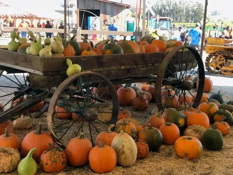 Wagon overflowing with pumpkins and gourds at Pronzini Farms