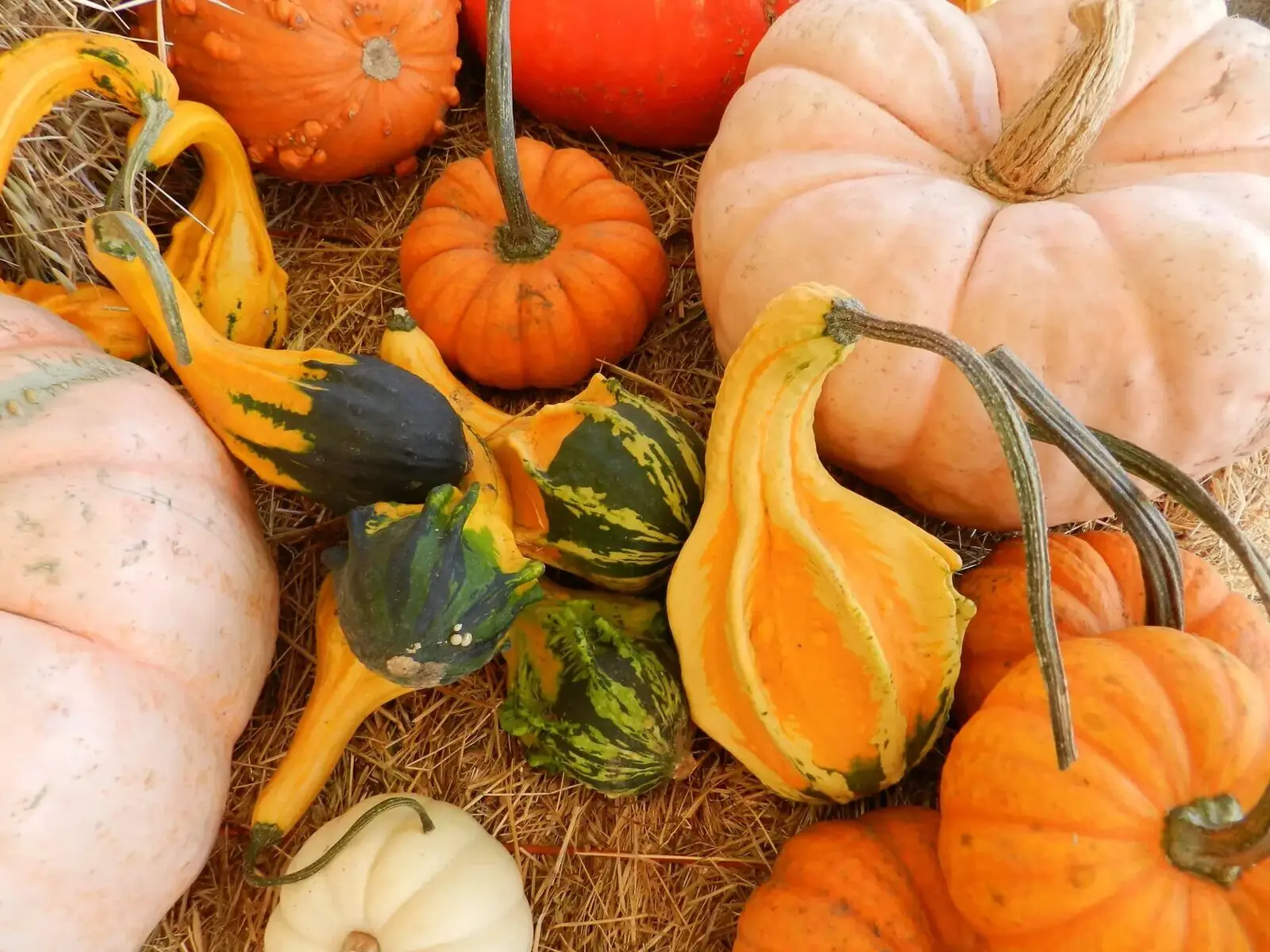 A variety of pumpkins, gourds and squash at Pronzini Farms