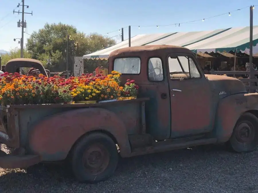 Vintage red truck filled with flowers at Pronzini Farms